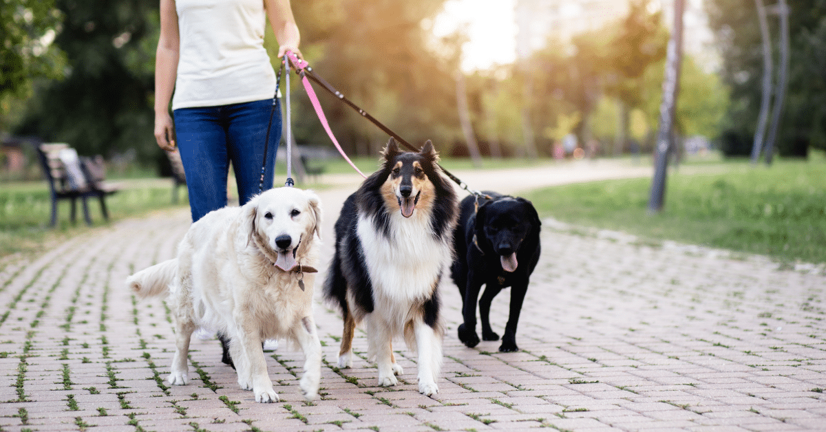 Loans for Dog Walkers